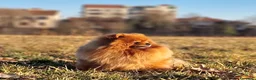 Spitz cani in vendita: Spitz di Pomerania nano - Annuncio 8