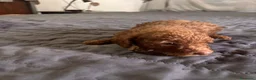 Barboncino Toy cani in vendita: Cuccioli di Barboncino Toy - Annuncio 9