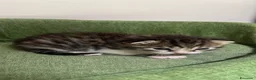 Meticcio gatti in regalo: Regalo gattini a Città Metropolitana di Bologna - Annuncio 4