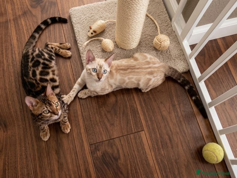 Bengala gatti Bengala Snow Lynx femmina e Brown Spotted maschio  - Annuncio 2
