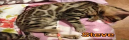 Bengala gatti in vendita: Gattini Bengala pedigree Afsi 4 mesi snow s.brown  - Annuncio 7