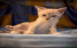 Siamese gatti in regalo: Gattino occhi azzurri incrocio siamese a Metropolitan City of Rome Capital - Immagine 1
