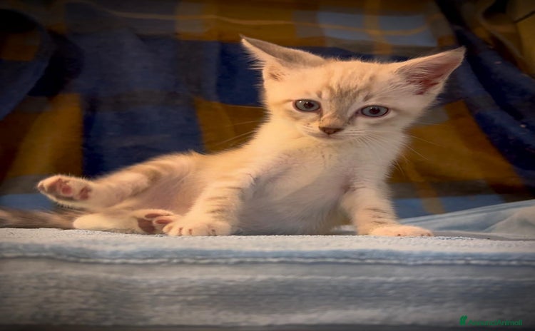 Siamese gatti a Metropolitan City of Rome Capital - Annuncio 13