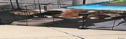 Altre razze gatti in regalo: NANA’ CERCA CASA 🏡 - Annuncio 2