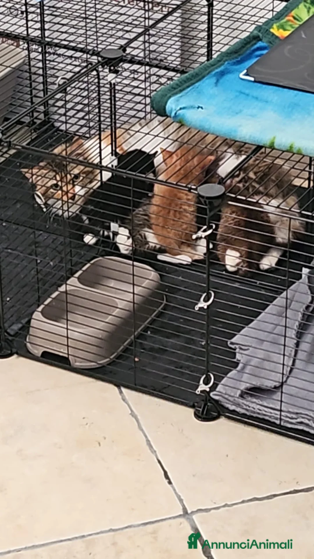 Altre razze gatti in regalo: NANA’ CERCA CASA 🏡 - Annuncio 2
