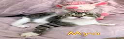 Europeo gatti in regalo: MIMMY e MYA GATTINE DOLCISSIME - Annuncio 2