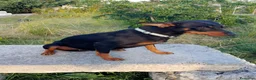 Meticcio cani in regalo: Cuccioletti di piccola taglia - Annuncio 11