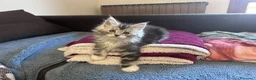 Maine Coon gatti in vendita: Maine Coon pedigree AGI - Annuncio 12