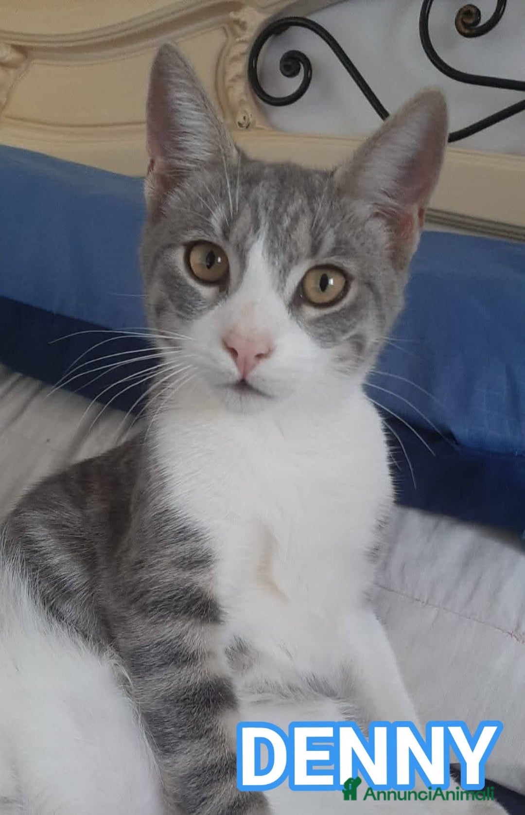 Europeo gatti in regalo: Dolce micino da adottare, DENNY! - Annuncio 1