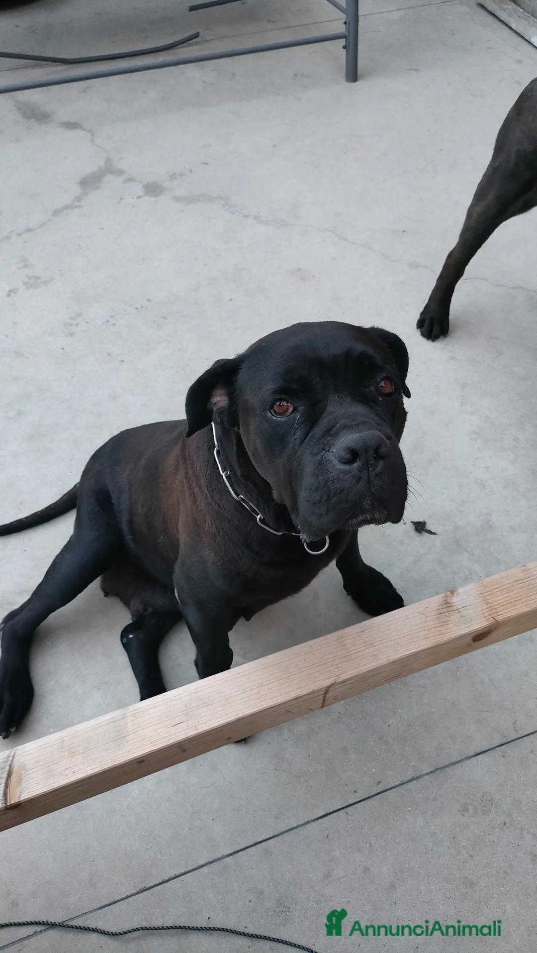 Cane Corso cani in vendita: Splendidi cuccioli di Cane Corso  a Provincia di Padova - Annuncio 11