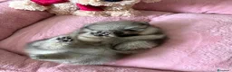 Volpino Pomerania cani in vendita: Cuccioli di Pomerania - Annuncio 11