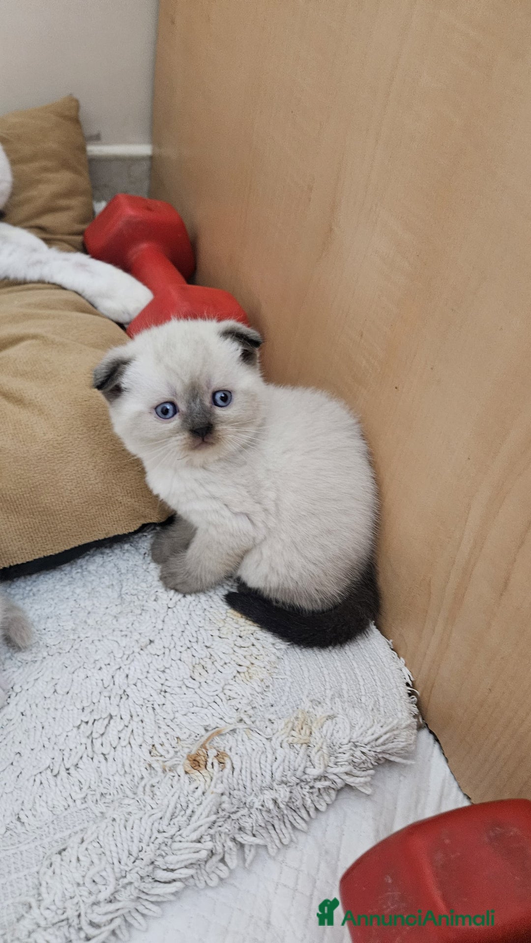 British gatti in vendita: Schottich Fold e Scottich Straight  - Annuncio 1