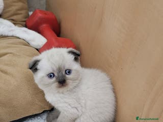 British gatti Schottich Fold e Scottich Straight - Annuncio 32