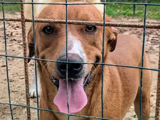 Meticcio cani CORFU' CORFU' CORFU' - Annuncio 17