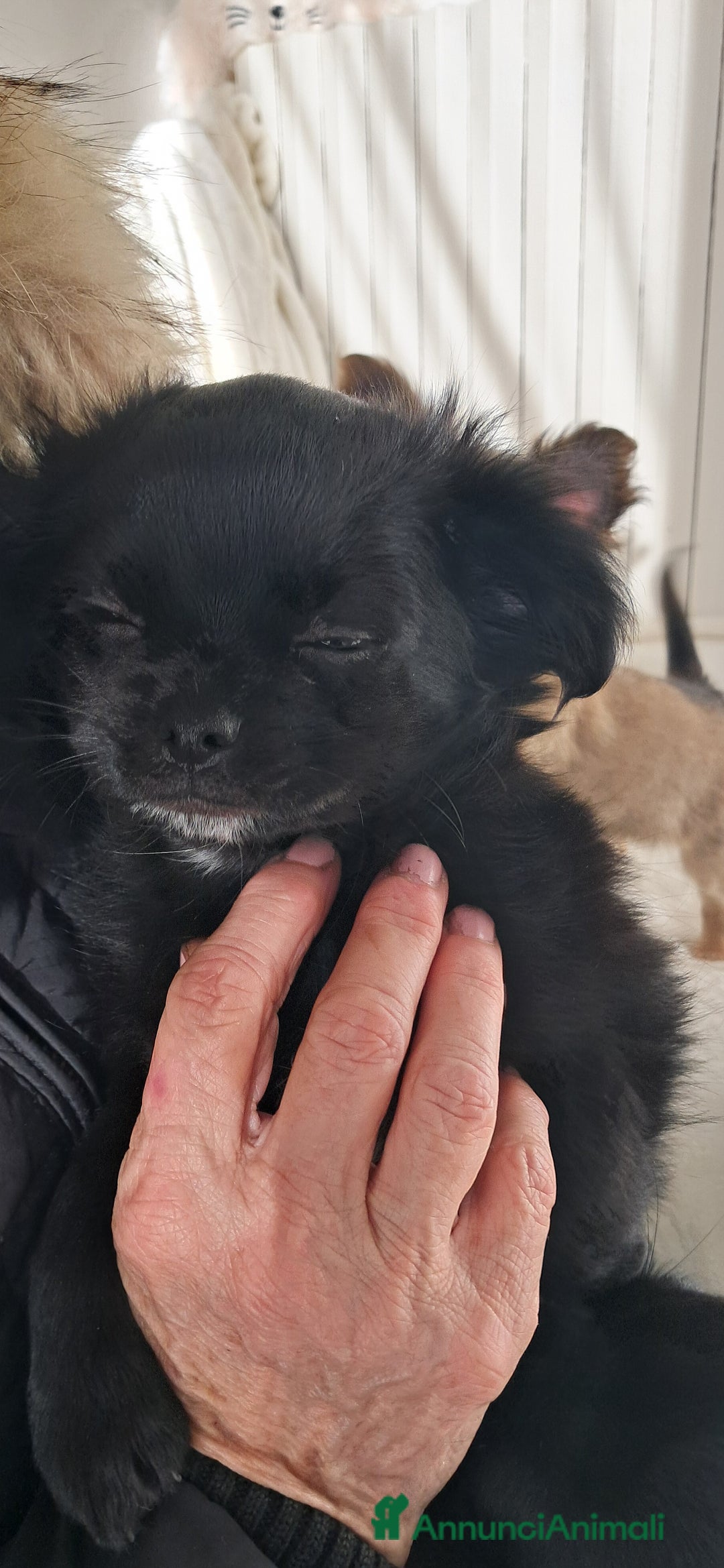 Chihuahua cani in vendita: Cucciolo chihuahua pelo lungo con pedigree enci  - Annuncio 4