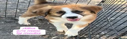 Meticcio cani in regalo: Cuccioli invisibili da salvare  a Provincia di Pistoia - Annuncio 6