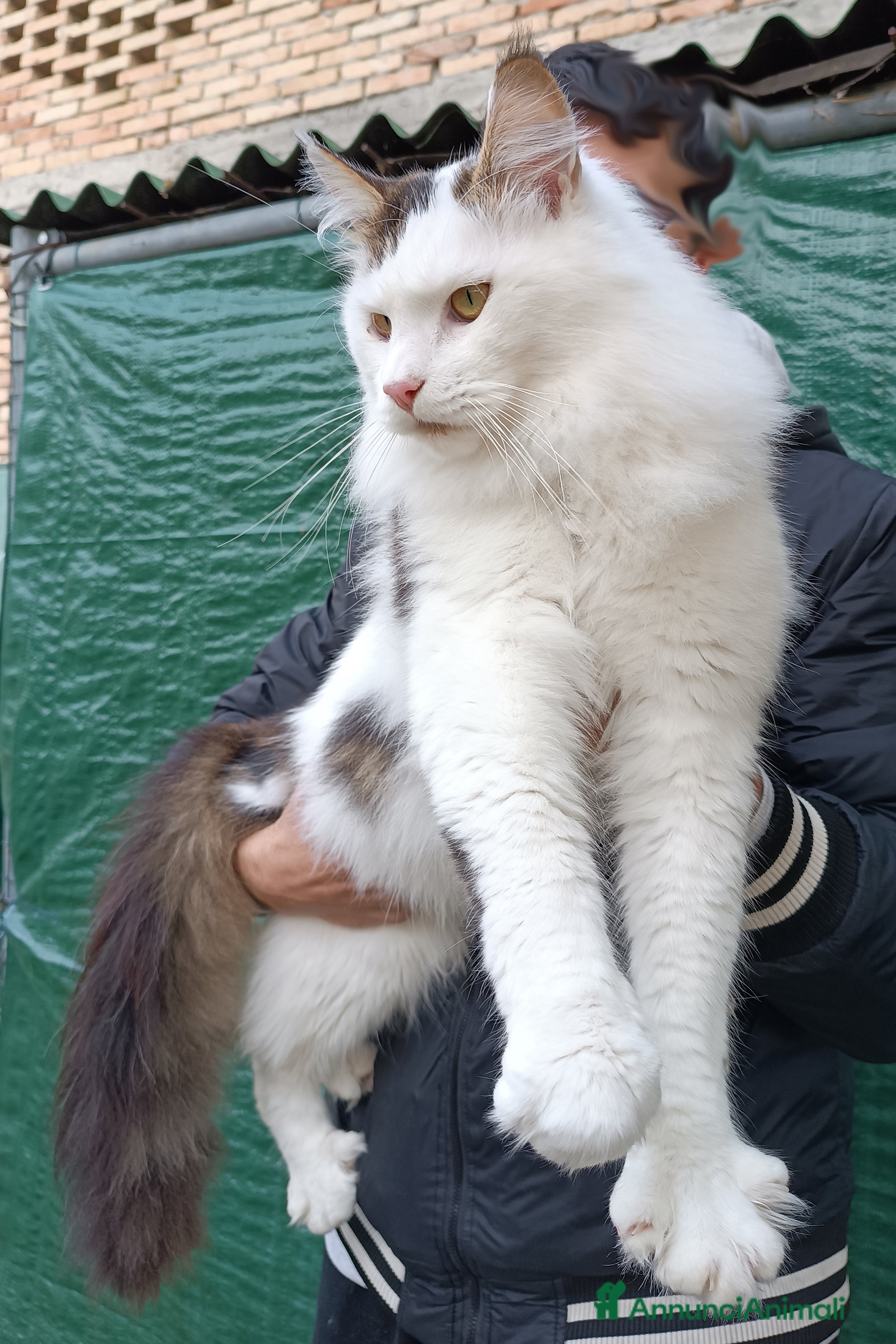 Maine Coon gatti Stallone Campione monta Maine Coon accoppiamento a Provincia di Forlì-Cesena - Annuncio 4