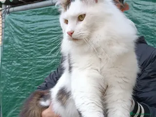 Maine Coon gatti Stallone Campione monta Maine Coon accoppiamento a Provincia di Forlì-Cesena - Annuncio 2