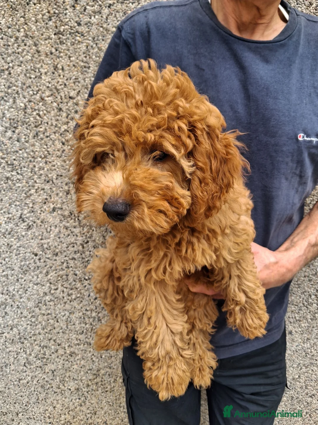 Barboncino cani in vendita: Barboncini nani 3 mesi  a Provincia di Bergamo - Annuncio 2