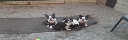 Boston Terrier cani in vendita: Cuccioli di Boston terrier con pedigree  - Annuncio 2