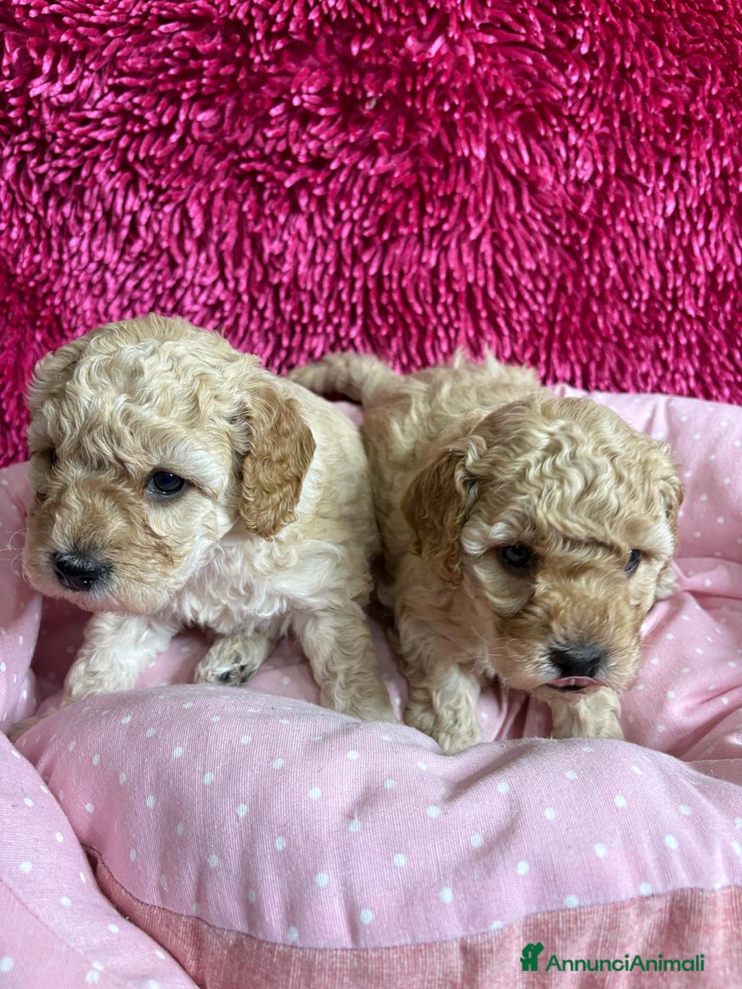 Barboncino Toy cani in vendita: Barboncini toy - Annuncio 2