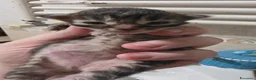 Maine Coon gatti in vendita: Cuccioli di Maine coon, vari manti  - Annuncio 13