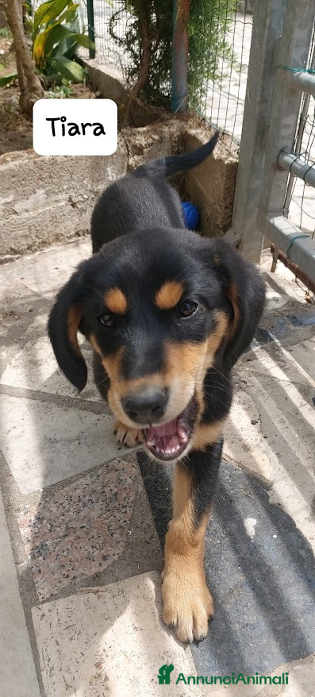 Meticcio cani in regalo: TIARA cucciola dolce a Città Metropolitana di Bologna - Immagine 7