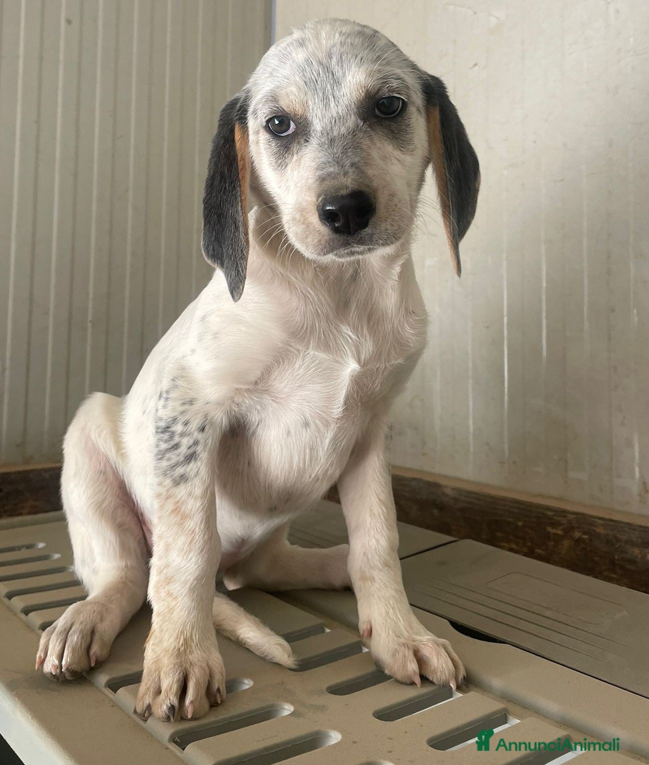 Meticcio cani SELENE e SIRYA - Annuncio 19