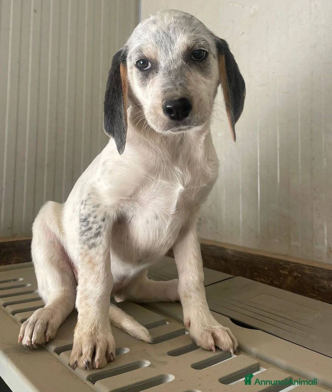 Meticcio cani in regalo: SELENE e SIRYA - Annuncio 1