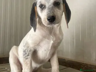 Meticcio cani SELENE e SIRYA - Annuncio 19