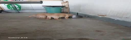 Labrador cani in vendita: Vendesi cuccioli Labrador  a Città metropolitana di Roma Capitale - Annuncio 4