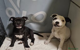 Staffordshire cani in vendita: Cucciolo di Staffy  a Provincia del Verbano-Cusio-Ossola - Immagine 3