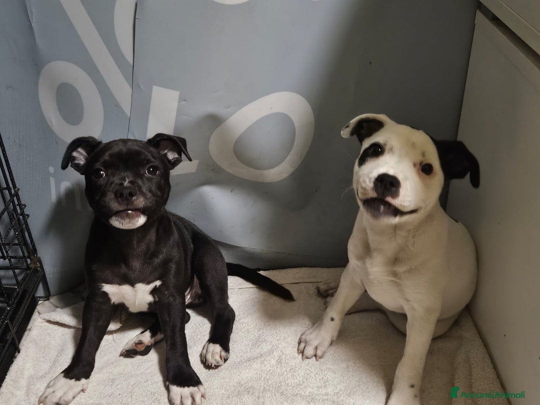 Staffordshire cani in vendita: Cucciolo di Staffy  a Provincia del Verbano-Cusio-Ossola - Immagine 3