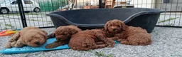 Barboncino cani in vendita: Barboncini nani con pedigree ENCI - Annuncio 9