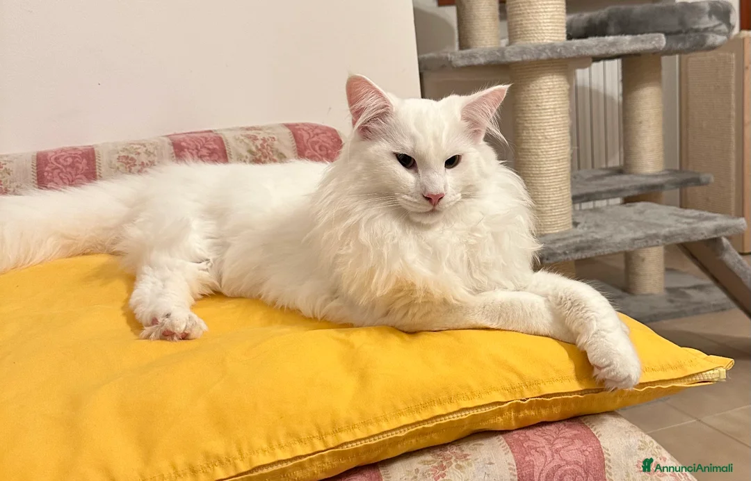 Immagine della galleria {{count}}