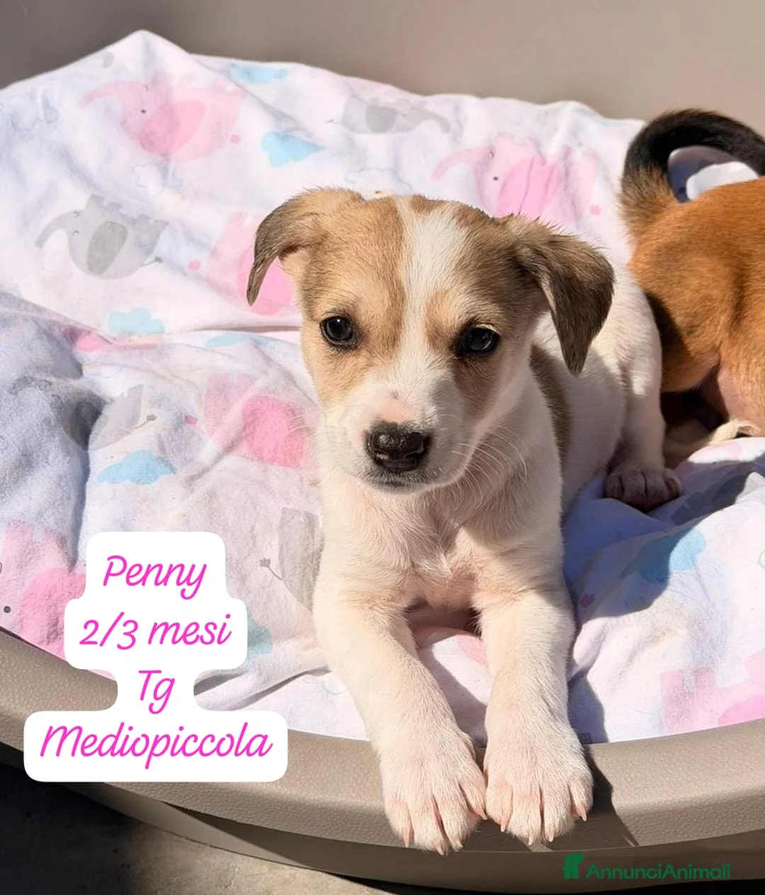 Meticcio cani in regalo: Tanti cuccioli da salvare  a Città Metropolitana di Bologna - Annuncio 2