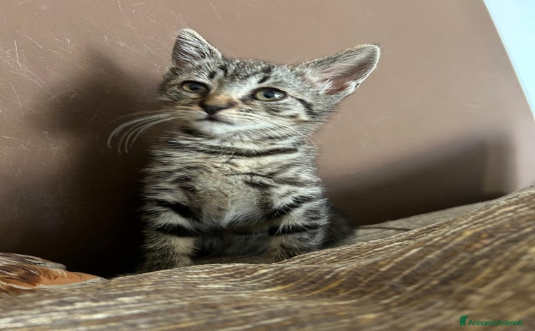 Altre razze gatti a Provincia di Varese - Annuncio 10