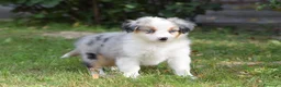 Miniature American Shepherd cani in vendita: MINIATURE AMERICAN SHEPHERD - Annuncio 23