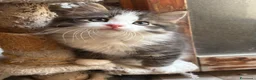 Siberiano gatti in vendita: Gattino siberiano ipoallergenico - Annuncio 4