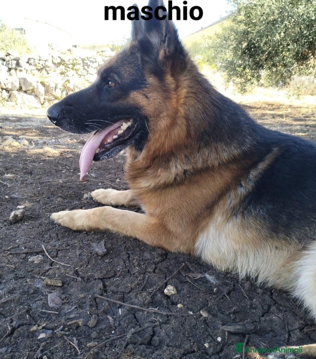 Pastore Tedesco cani Pastore tedesco - Annuncio 1