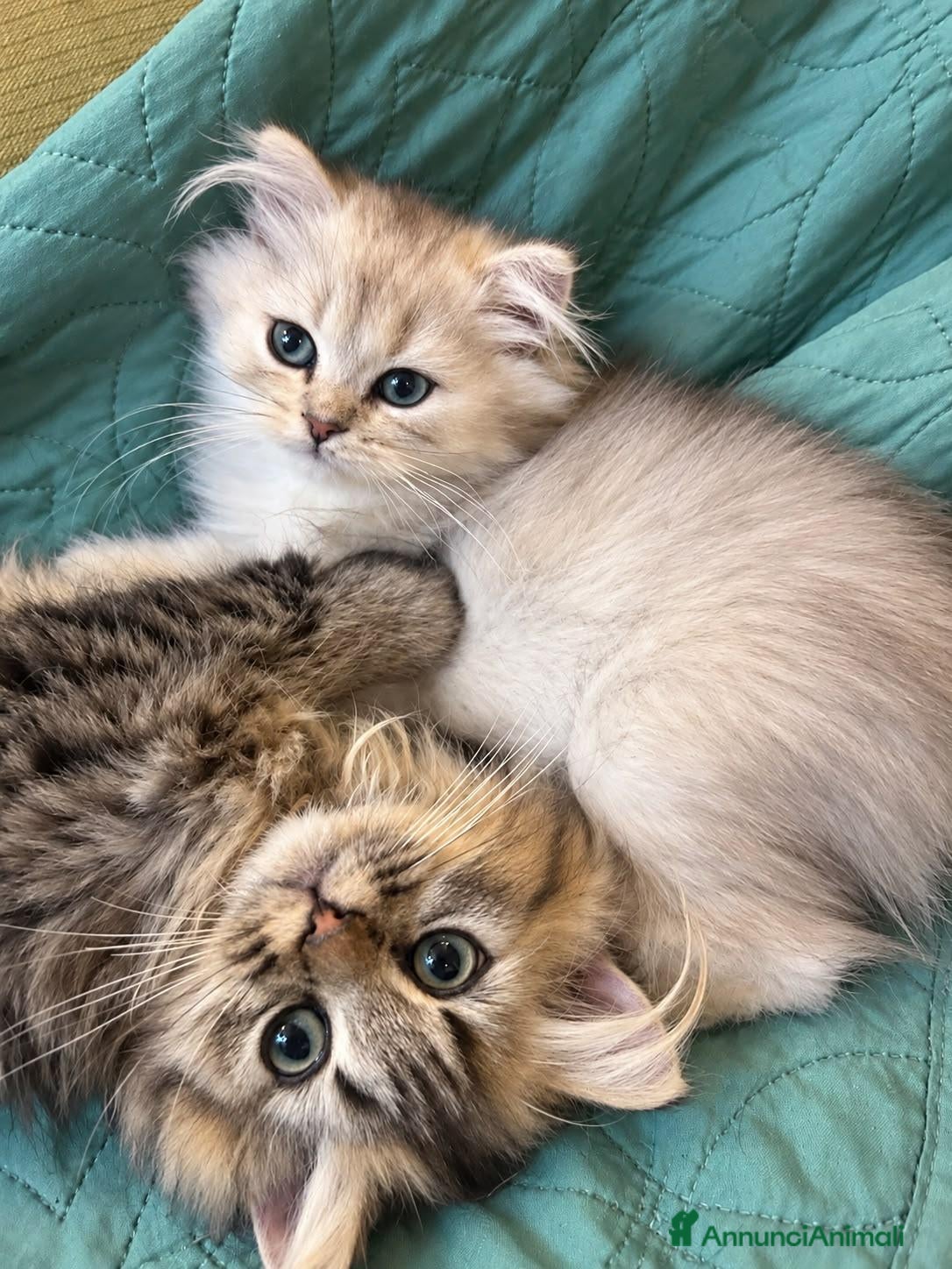 British gatti Cuccioli British Longhair - Annuncio 19
