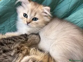 British gatti Cuccioli British Longhair - Annuncio 19