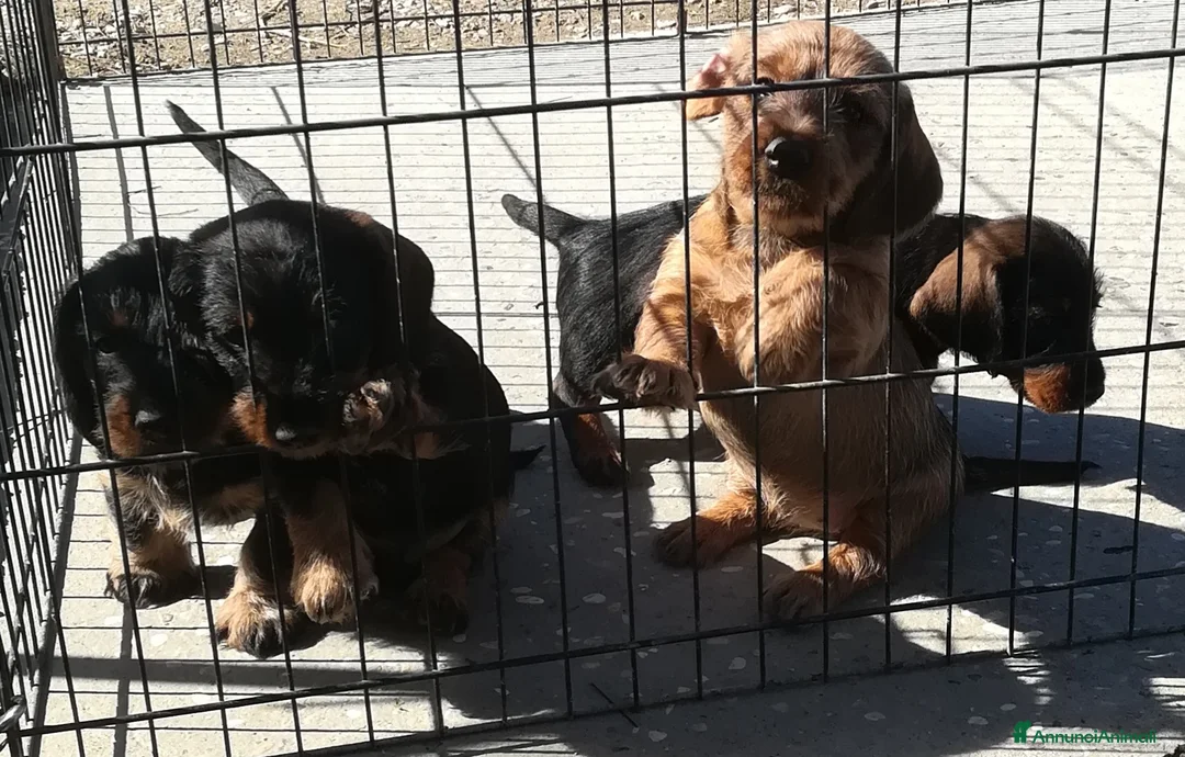 Bassotto cani in vendita: Bassotto pelo duro  - Annuncio 8