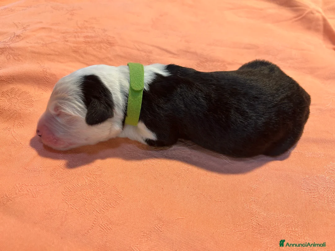 Bobtail cani in vendita: Cuccioli di Bobtail  - Annuncio 4