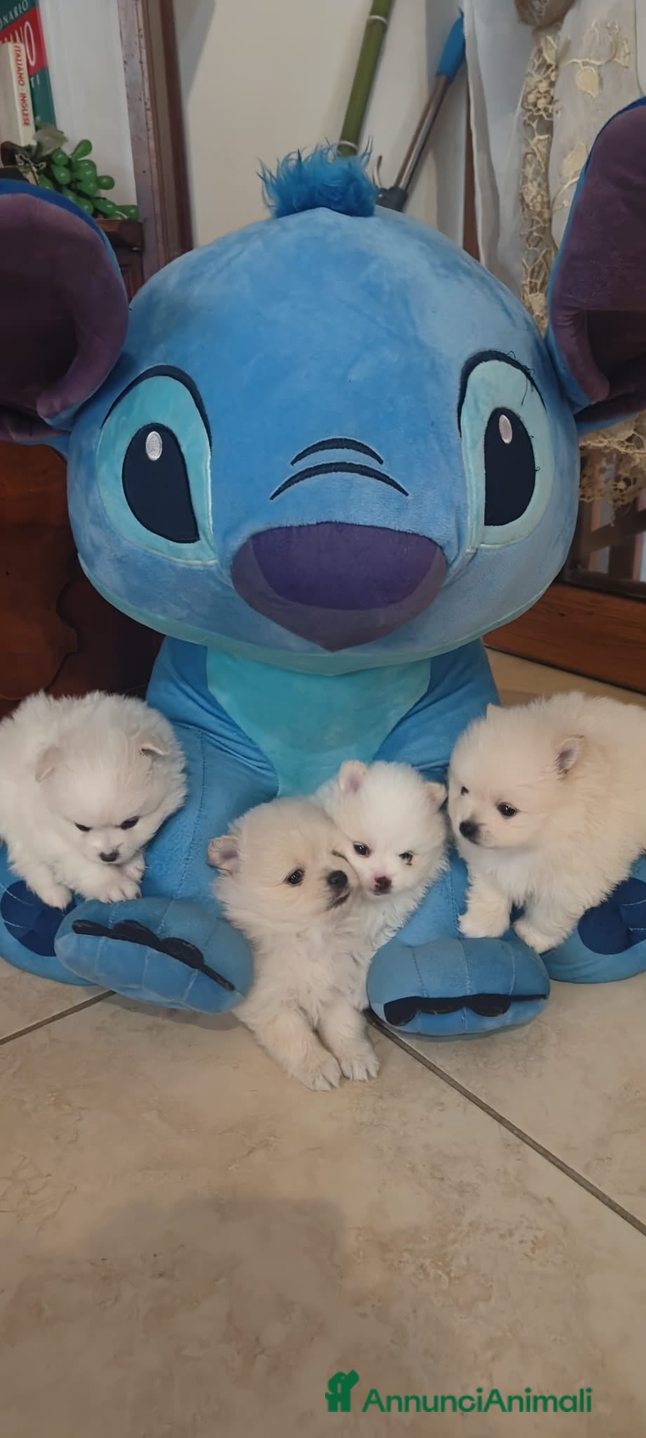 Spitz cani Spitz pomerania  - Annuncio 1