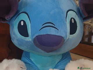 Spitz cani Spitz pomerania - Annuncio 10