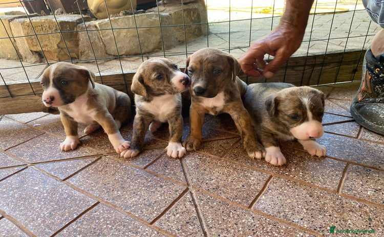 Segugio Maremmano cani a Città metropolitana di Roma Capitale - Annuncio 14