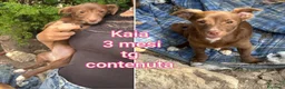 Meticcio cani in regalo: TROPPI CUCCIOLI SOLI IN RIFUGIO  a Provincia di Verona - Annuncio 1
