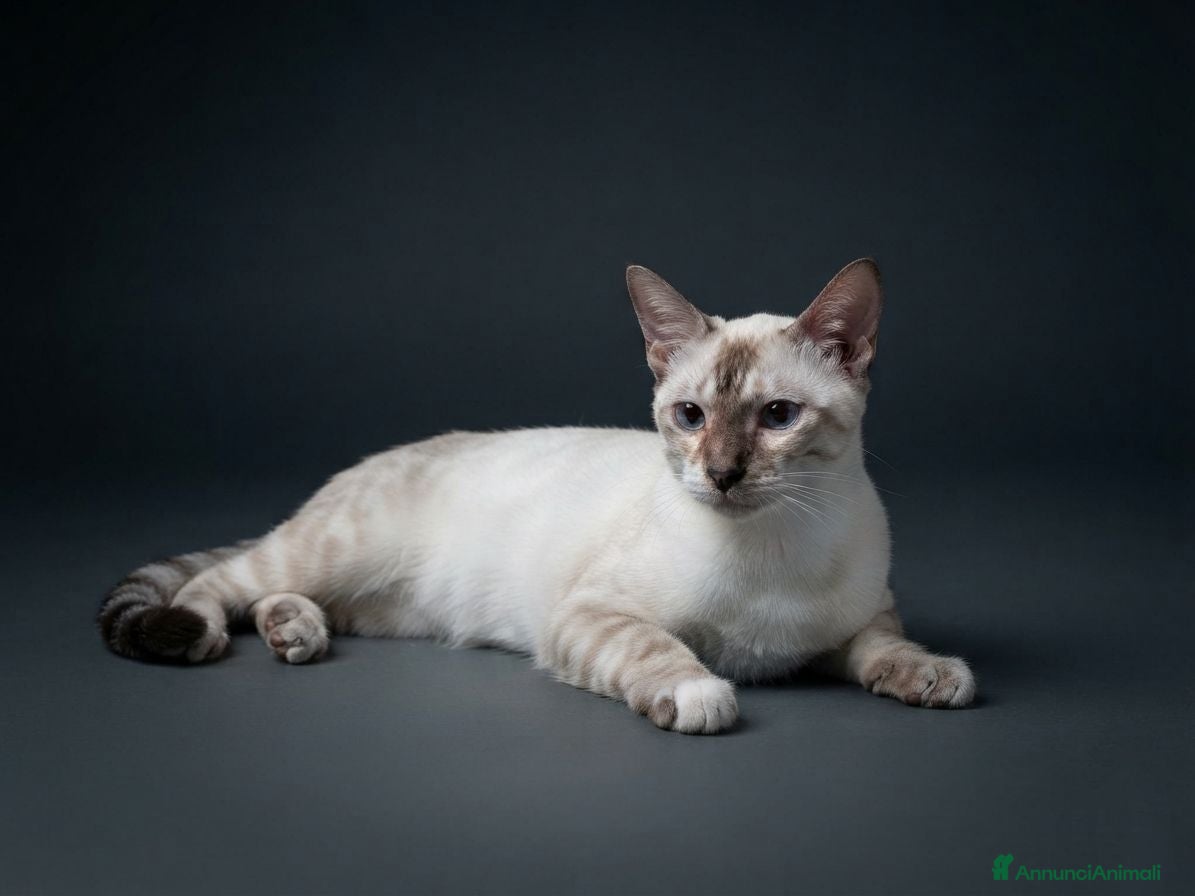 Bengala gatti Bengala Snow Leopard Seal Lynx Point  - Annuncio 6