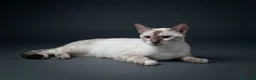Bengala gatti in vendita: Bengala Snow Leopard Seal Lynx Point  - Annuncio 1
